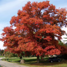 Quercus coccinea (Scarlet Oak) autumn form.