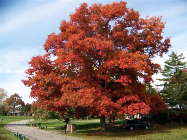 <i>Quercus coccinea</i> - Image 8