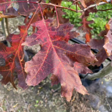 Crimson oak leaves in autumn, showcasing vibrant red and brown hues. The foliage displays the classic lobed shape of oak leaves, with detailed vein patterns visible against a blurred background.