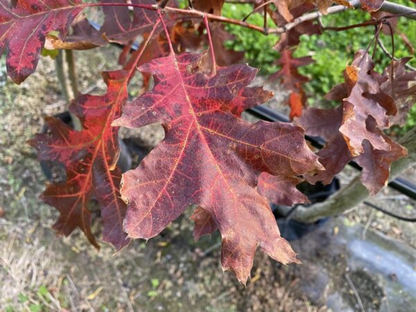 <i>Quercus ellipsoidalis</i> - Image 2