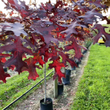 Rows of young red oak trees in black pots display vibrant crimson fall foliage. A nursery setting with green grass and a hint of yellow machinery in the background.