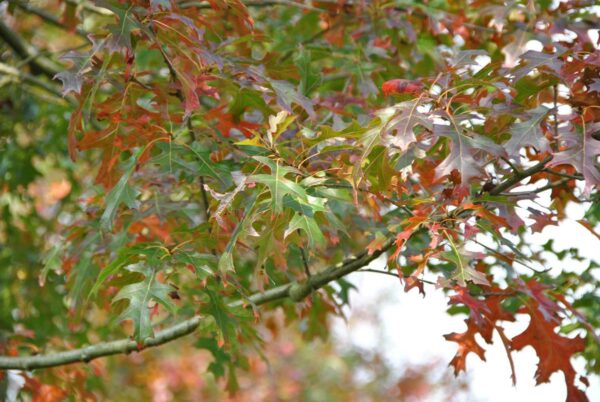 <i>Quercus ellipsoidalis</i> - Image 4