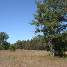 Sunny meadow landscape with tall golden grasses and scattered trees against a clear blue sky. A dense forest line is visible in the background.