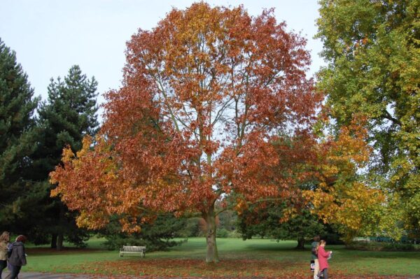 <i>Quercus ellipsoidalis</i>