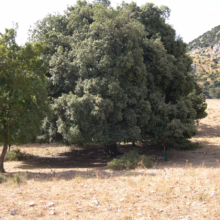 Large, mature evergreen oak tree provides a cool, shaded area in a dry, sun-baked field. Rolling hills rise in the background.