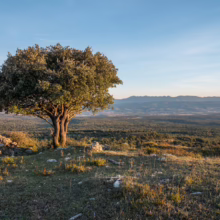 Lone tree on a hilltop overlooking a vast, green valley and distant mountains under a clear blue sky. Sunlight bathes the landscape, highlighting the rugged terrain.