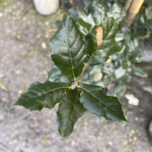 Close-up of spiky, deep green holly leaves on a young plant. One leaf has a brown spot. The plant is in a pot, set on a concrete surface.