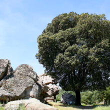 A large, round-topped tree stands beside a cluster of granite boulders under a clear blue sky. The tree provides shade along a grassy path, with a fence and other trees in the background.
