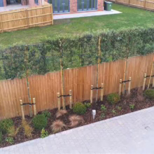 Newly planted, young trees line a wooden fence creating a privacy screen in a well-manicured garden. Small bushes and mulch cover the ground at the base of the fence.