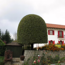 A meticulously sculpted, dome-shaped tree rises above a stone wall, juxtaposed against a white building with red shutters and a red tile roof. Colorful flowers bloom nearby, enhancing the picturesque scene.