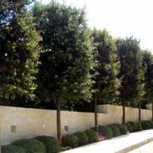 Row of meticulously trimmed trees line a modern stone wall, complemented by manicured green shrubs along a sidewalk. The scene evokes a sense of urban landscaping and structured natural beauty.
