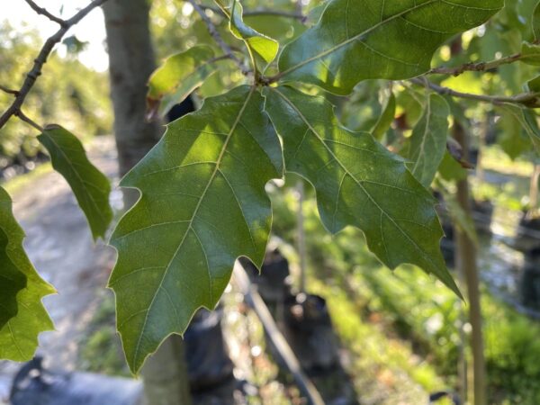 <i>Quercus laurina</i> - Image 2