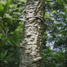 Close-up of a cork tree trunk showing its distinctive, bumpy bark texture. Green foliage blurs in the background.