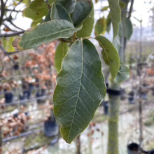 Close-up of a vibrant green oak leaf with a slightly serrated edge, still attached to the tree. A tree nursery with rows of potted trees blurs in the background.