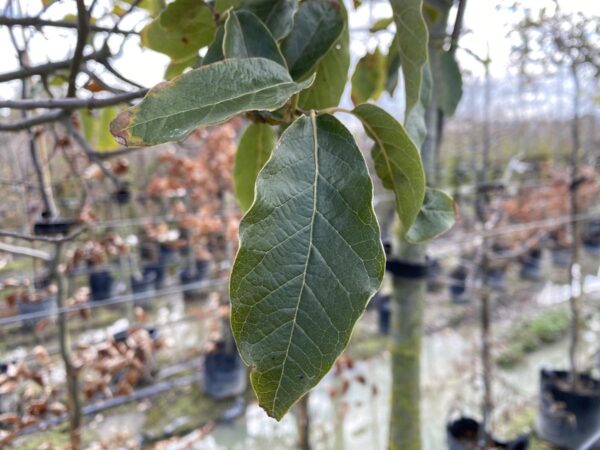 <i>Quercus mexicana</i> - Image 3