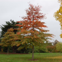Quercus palustris (Pin Oak)