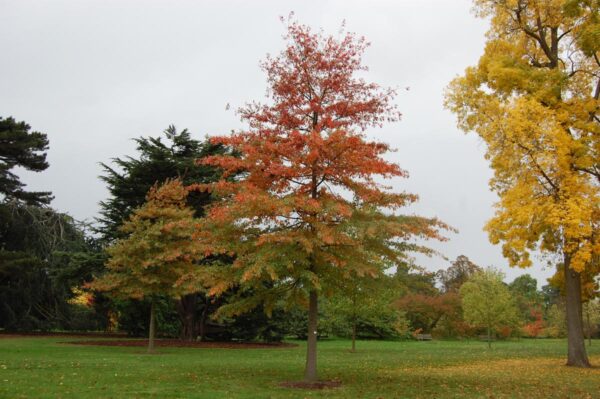 <i>Quercus palustris</i> - Image 10