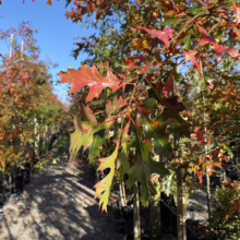 Quercus palustris (Pin Oak) Foliage