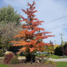Quercus palustris (Pin Oak)