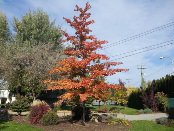 <i>Quercus palustris</i> - Image 14