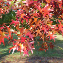 Quercus palustris (Pin Oak) Autumn Foliage