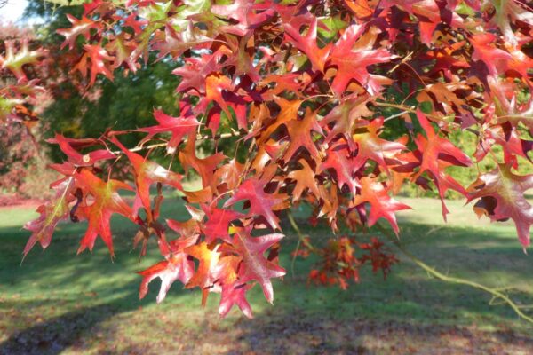 <i>Quercus palustris</i> - Image 15