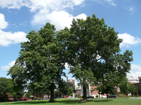 <i>Quercus palustris</i> - Image 16