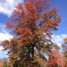 Quercus palustris (Pin Oak)
