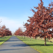 Quercus palustris (Pin Oak)