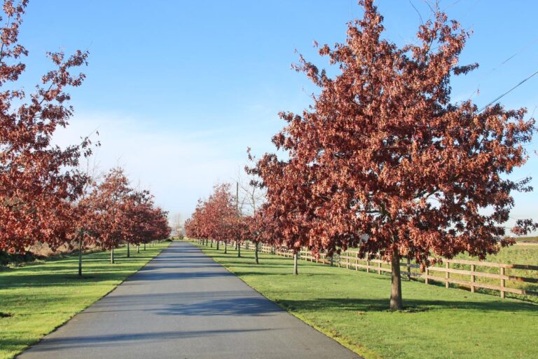 Quercus palustris (Pin Oak)