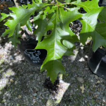 Quercus palustris (Pin Oak) Foliage