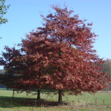 Quercus palustris (Pin Oak)