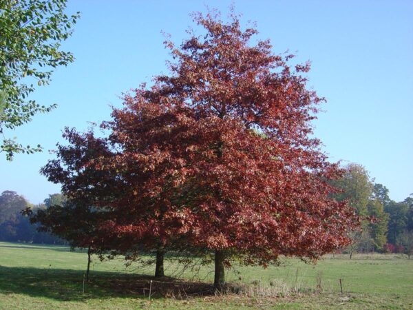 <i>Quercus palustris</i> - Image 3