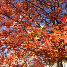 Quercus palustris (Pin Oak) Foliage
