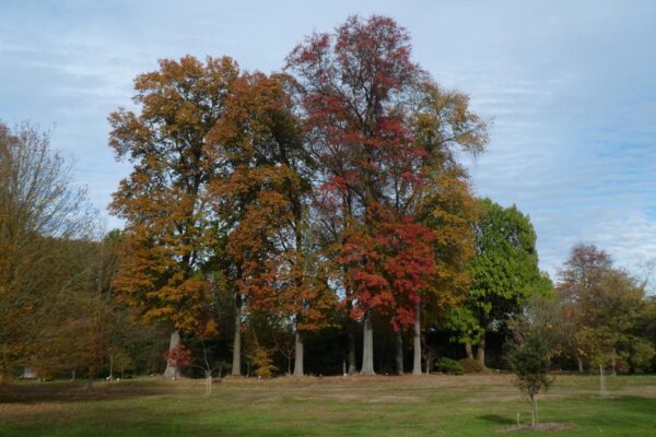 <i>Quercus palustris</i> - Image 6