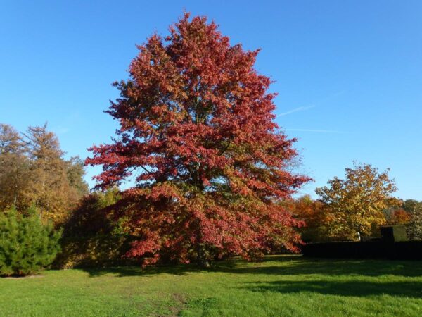 <i>Quercus palustris</i>