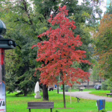 Quercus palustris (Pin Oak)