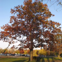 Quercus palustris (Pin Oak)