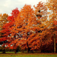 Quercus palustris (Pin Oak) Autumn