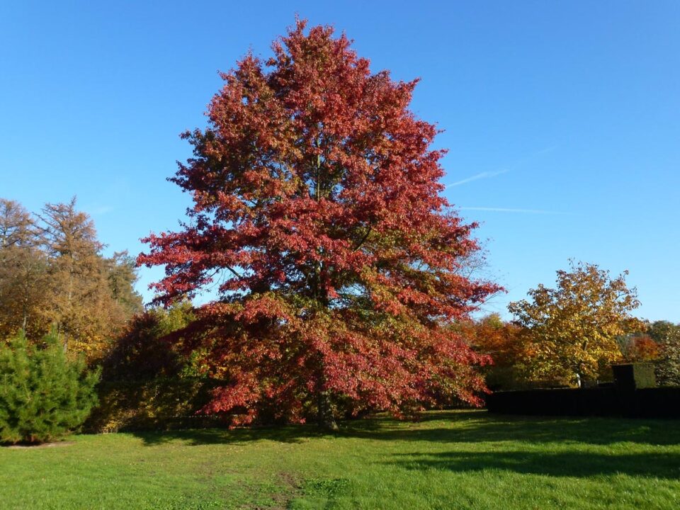 Quercus palustris (Pin Oak)