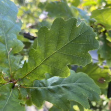 Close-up of vibrant green oak leaves with distinct lobes and visible veins, showcasing the intricate details of the foliage in natural sunlight.