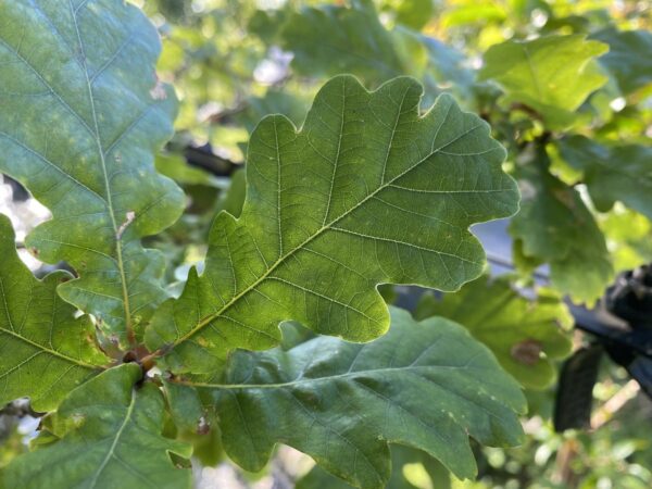 <i>Quercus petraea</i> x <i>robur</i> - Image 2