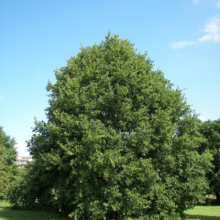 Lush, green European Lime tree stands majestically in a park under a bright blue sky. The tree's dense canopy offers shade on the grassy lawn.