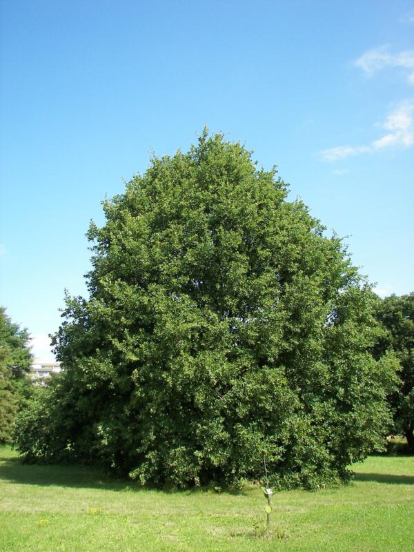 <i>Quercus petraea</i> x <i>robur</i> - Image 3