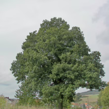 Large, green oak tree with a full canopy stands beside a rural road under a cloudy sky. A village nestles in the rolling hills in the background.