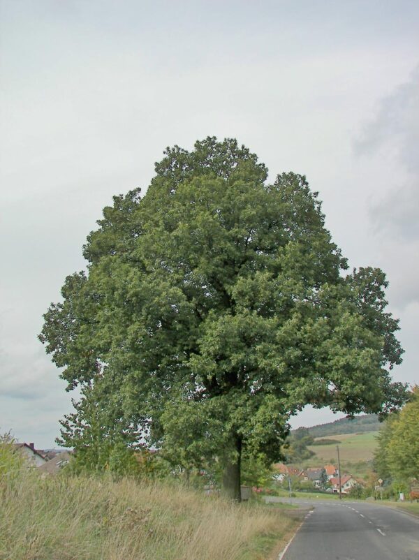 <i>Quercus petraea</i> x <i>robur</i> - Image 4