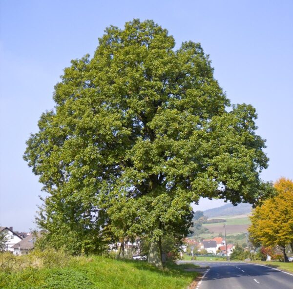 <i>Quercus petraea</i> x <i>robur</i>