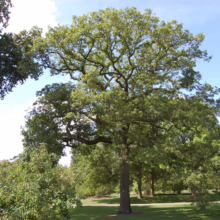 Lush green oak tree with broad canopy stands tall in a park setting under a blue sky with wispy clouds. Sunlight filters through the leaves, creating dappled shadows on the grassy ground.