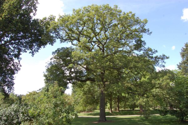 <i>Quercus robur</i> - Image 10