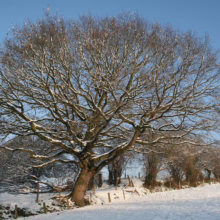 Snowy landscape with a large, bare tree dominating the scene. Branches are dusted with snow against a clear blue sky. Winter scene with a snow-covered field and distant trees.